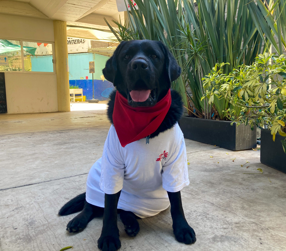 Onnie der Labrador, hilft bei der Betreuung von Überlebenden von extremer Gewalt und Folter.