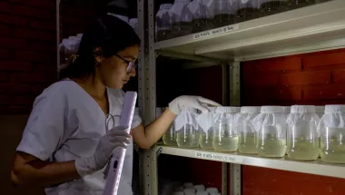 Honduras: Prävention von Dengue-Fieber