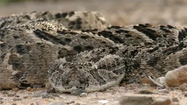 Giftschlange Schlangenbisse vernachlässigte Krankheiten