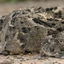 Schlange im Südsudan