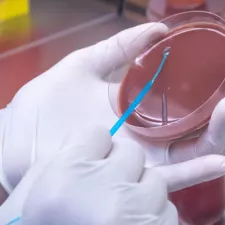 Petrischale mit einem Test auf antimikrobielle Resistenzen