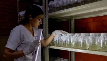 Honduras: Prävention von Dengue-Fieber