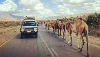 Ein Auto von Ärzte ohne Grenzen fährt an einer Kamelkaravane vorbei