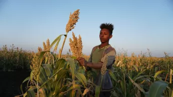 In the early morning in a sorghum field about 30-minute-drive by car from Abdurafi town. A group of migrant workers harvest sorghum. They usually come at the start of the harvest season (June) to the area to earn their living as daily worker on the big farms. Snakebites hit the poorest of the poor: in Ethiopia’s north the remote rural communities are more at risk as they live in simple mud tukuls/huts and often have no protective measures, such as bednets and beds that can protect them against snakes and ka