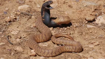 Ärzte ohne Grenzen Schlangenbisse Bekämpfung WHO vernachlässigte Krankheit