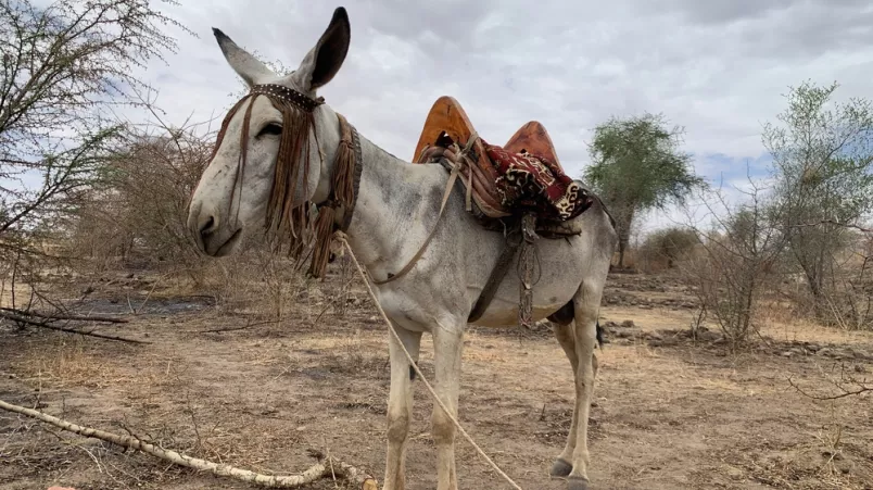 Ein Esel kurz vor dem Start in den Süden der Gebirgsregion Jebel Marra 