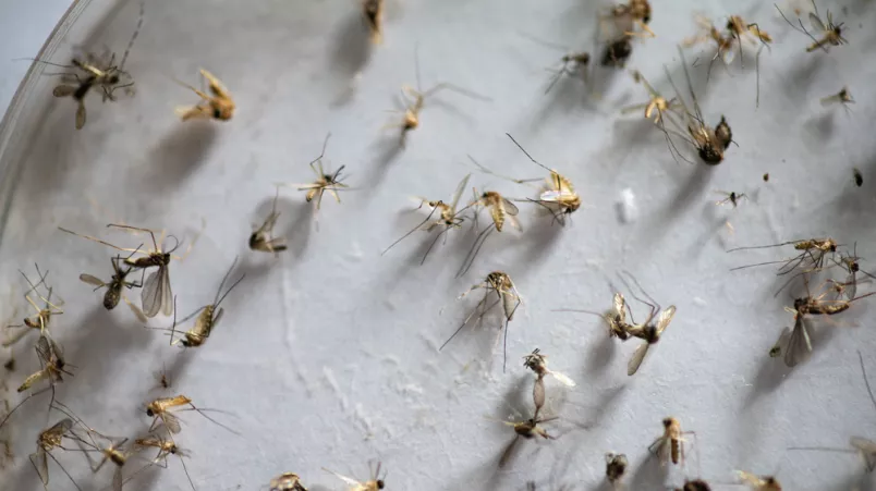 Äthiopien Gambella Malaria Studie Moskitos