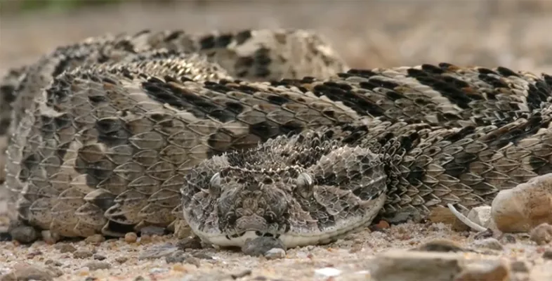 Schlange im Südsudan