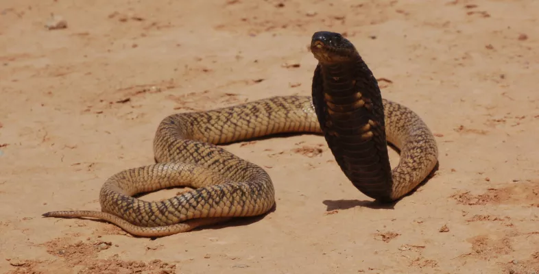 aufgerichtete Giftschlange