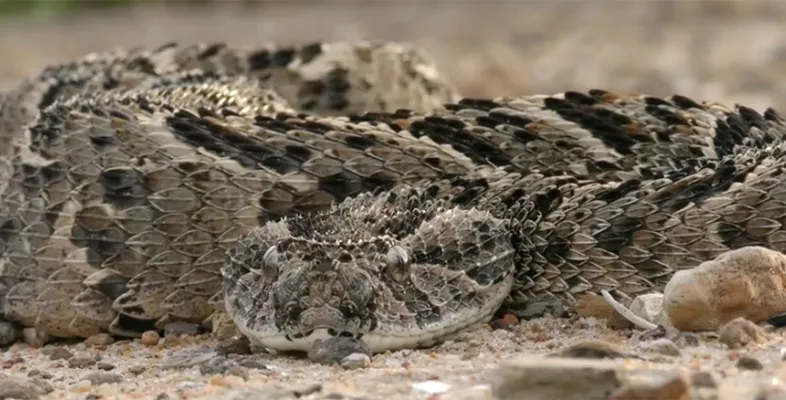 Giftschlange Schlangenbisse vernachlässigte Krankheiten