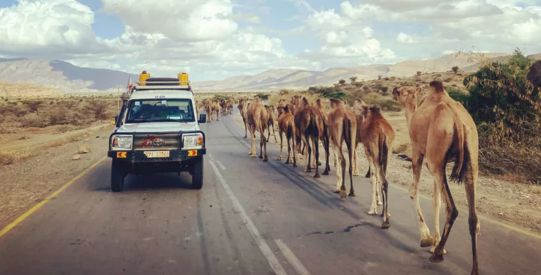 Ein Auto von Ärzte ohne Grenzen fährt an einer Kamelkaravane vorbei