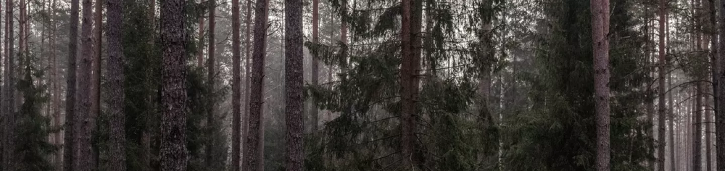 Pressemitteilung Polen