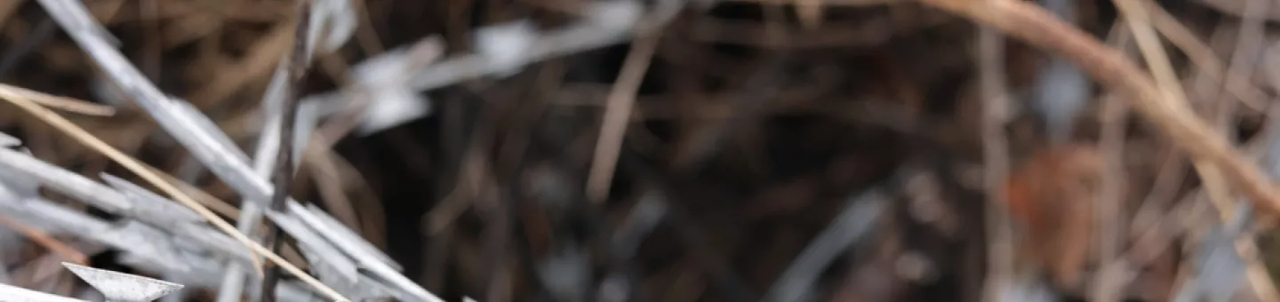 Abgebrochene Fragmente von Klingendraht, die mit einer Schnur verwickelt sind.