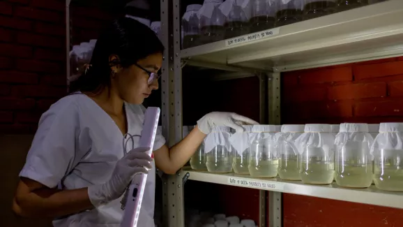 Honduras: Prävention von Dengue-Fieber