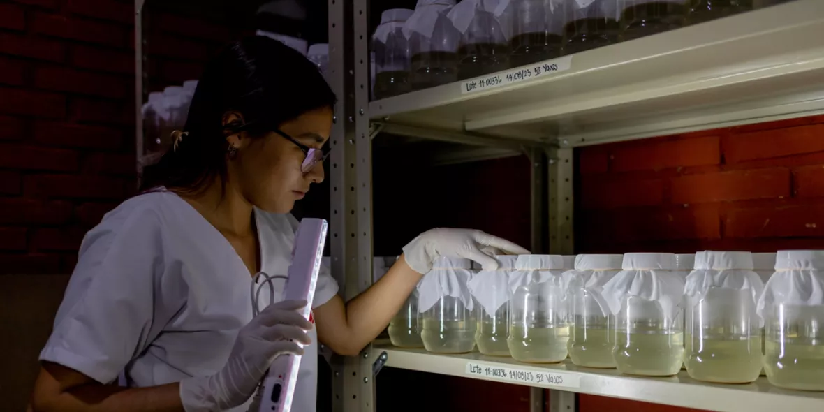 Honduras: Prävention von Dengue-Fieber
