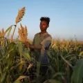 In the early morning in a sorghum field about 30-minute-drive by car from Abdurafi town. A group of migrant workers harvest sorghum. They usually come at the start of the harvest season (June) to the area to earn their living as daily worker on the big farms. Snakebites hit the poorest of the poor: in Ethiopia’s north the remote rural communities are more at risk as they live in simple mud tukuls/huts and often have no protective measures, such as bednets and beds that can protect them against snakes and ka